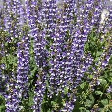 SALVIA AZURE SNOW