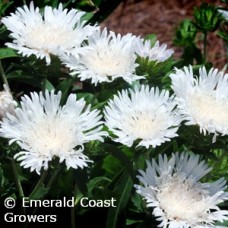 STOKESIA DIVINITY STOKESIA DIVINITY