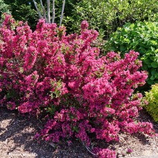 WEIGELA SONIC BLOOM PUNCH