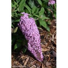 BUDDLEIA LIL TAFFY BUDDLEIA LIL TAFFY