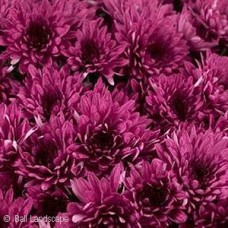 CHRYSANTHEMUM AVALON PURPLE CHRYSANTHEMUM AVALON PURPLE