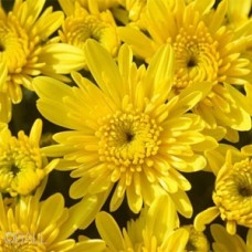 CHRYSANTHEMUM AVALON YELLOW CHRYSANTHEMUM AVALON YELLOW