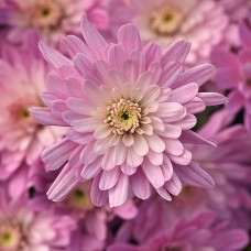 CHRYSANTHEMUM AXIOS LIGHT PINK CHRYSANTHEMUM AXIOS LIGHT PINK