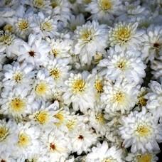 CHRYSANTHEMUM CELESTIAL CHRYSANTHEMUM CELESTIAL