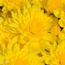 CHRYSANTHEMUM HONEY BLUSH YLW CHRYSANTHEMUM HONEY BLUSH YLW
