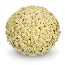 CHRYSANTHEMUM KOKO WHITE CHRYSANTHEMUM KOKO WHITE