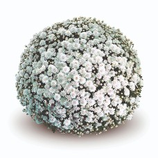 CHRYSANTHEMUM MABEL WHITE CHRYSANTHEMUM MABEL WHITE