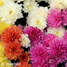 CHRYSANTHEMUM MIX CHRYSANTHEMUM MIX