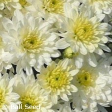 CHRYSANTHEMUM MOONGLOW CHRYSANTHEMUM MOONGLOW