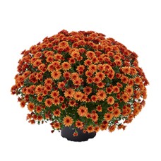 CHRYSANTHEMUM MORGANA ORANGE CHRYSANTHEMUM MORGANA ORANGE