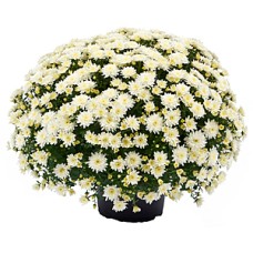 CHRYSANTHEMUM MORGANA WHITE CHRYSANTHEMUM MORGANA WHITE