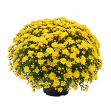 CHRYSANTHEMUM MORGANA YELLOW CHRYSANTHEMUM MORGANA YELLOW