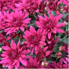 CHRYSANTHEMUM POPPIN PURPLE CHRYSANTHEMUM POPPIN PURPLE