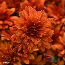 CHRYSANTHEMUM SWEET POTATO PIE