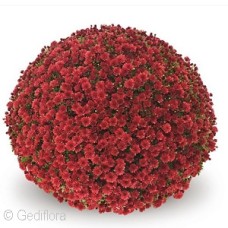 DENDRANTHEMA JASODA RED DENDRANTHEMA JASODA RED