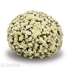 DENDRANTHEMA JASODA WHITE DENDRANTHEMA JASODA WHITE