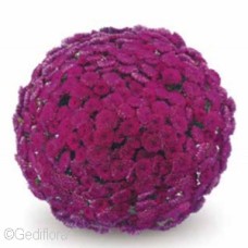 DENDRANTHEMA ADIVA PURPLE DENDRANTHEMA ADIVA PURPLE