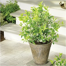 DEUTZIA GRA CHARDONNAY PEARLS DEUTZIA GRA CHARDONNAY PEARLS
