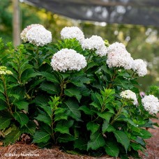 HYDRANGEA MAC DREAMCLOUD HYDRANGEA MAC DREAMCLOUD