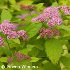 SPIRAEA JAP BIG BANG SPIRAEA JAP BIG BANG