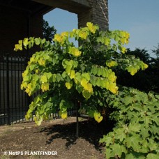 CERCIS CAN HEARTS OF GOLD CERCIS CAN HEARTS OF GOLD