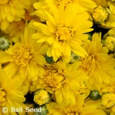 CHRYSANTHEMUM SUNRISE YELLOW CHRYSANTHEMUM SUNRISE YELLOW
