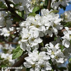 MALUS NORLAND MALUS NORLAND