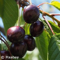 PRUNUS BLACK TARTARIAN PRUNUS BLACK TARTARIAN