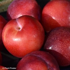 PRUNUS SANTA ROSA