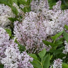 SYRINGA PAT DREAM CLOUD