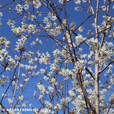 AMELANCHIER LAE CUMULUS AMELANCHIER LAE CUMULUS