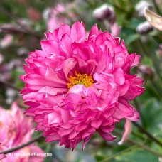 ANEMONE PUFF PINK