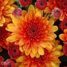 CHRYSANTHEMUM AUTUMN GLOW CHRYSANTHEMUM AUTUMN GLOW