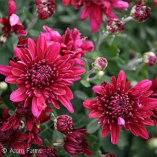 CHRYSANTHEMUM VENUS CHRYSANTHEMUM VENUS