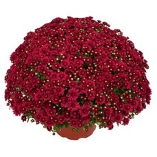 CHRYSANTHEMUM WANDA RED CHRYSANTHEMUM WANDA RED