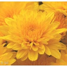 CHRYSANTHEMUM YELLOW TANG CHRYSANTHEMUM YELLOW TANG