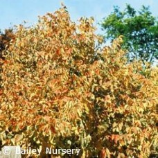 CORYLUS AMERICANA CORYLUS AMERICANA