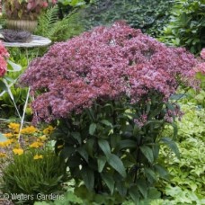 EUPATORIUM BABY JOE EUPATORIUM BABY JOE