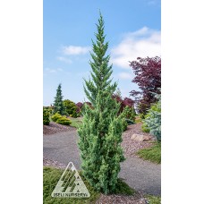 JUNIPERUS CHI TRAUTMAN JUNIPERUS CHI TRAUTMAN
