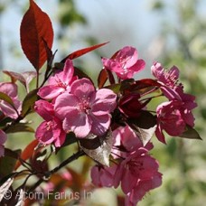 MALUS RASPBERRY SPEAR MALUS RASPBERRY SPEAR