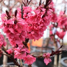 PRUNUS PER RUBY RUFFLE PRUNUS PER RUBY RUFFLE