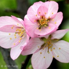 PRUNUS PINK FLAIR PRUNUS PINK FLAIR