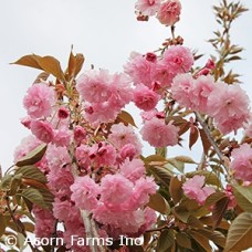 PRUNUS SER KWANZAN PRUNUS SER KWANZAN