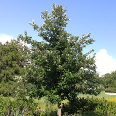 QUERCUS BICOLOR AMERICAN DREAM QUERCUS BICOLOR AMERICAN DREAM