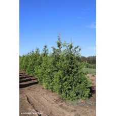 THUJA VIRGINIAN THUJA VIRGINIAN