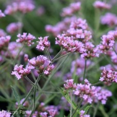 VERBENA BON LOLLIPOP VERBENA BON LOLLIPOP