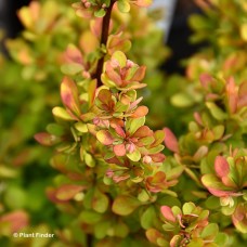 BERBERIS THU ORANGE TORCH BERBERIS THU ORANGE TORCH