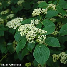 CORNUS ALTERNIFOLIA CORNUS ALTERNIFOLIA