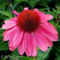 ECHINACEA CORAL CRAZE ECHINACEA CORAL CRAZE