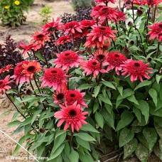 ECHINACEA RASPBERRY RIPPLE ECHINACEA RASPBERRY RIPPLE